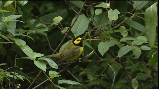 Hooded Warbler - ML403680