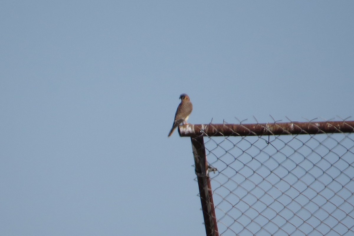 American Kestrel - ML403680181