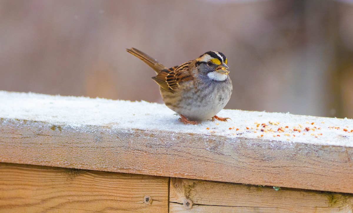 White-throated Sparrow - ML403680911