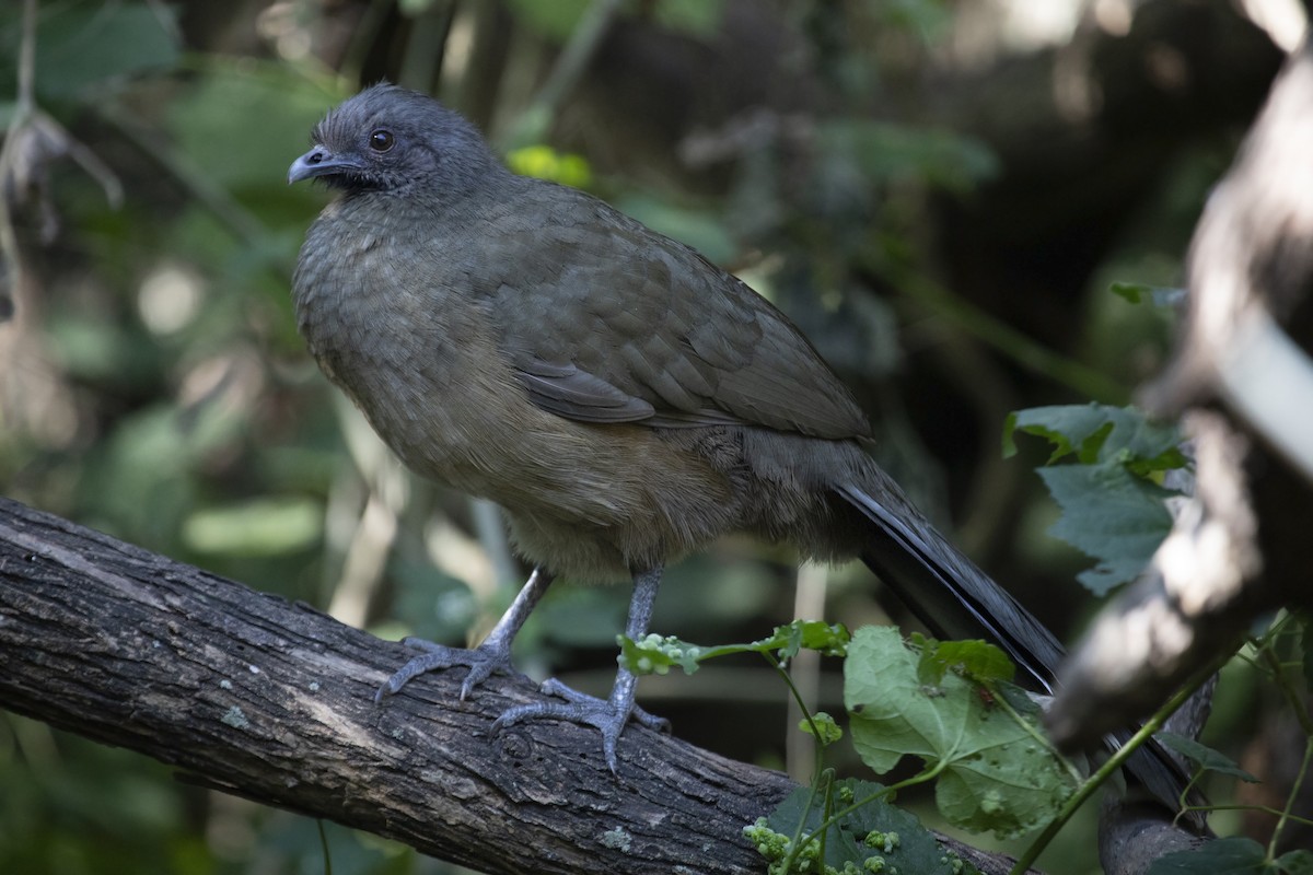 Plain Chachalaca - ML403683751