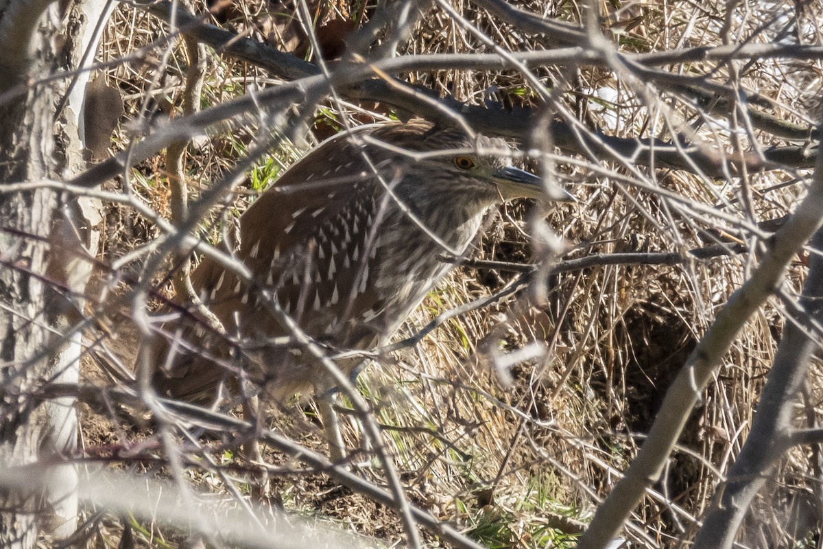 Black-crowned Night Heron - ML403683771