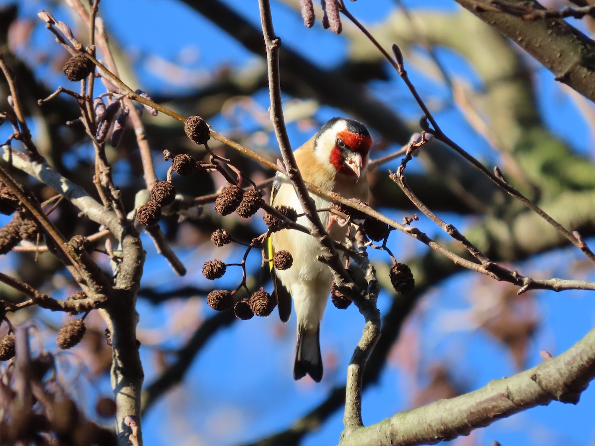 European Goldfinch - ML403684401
