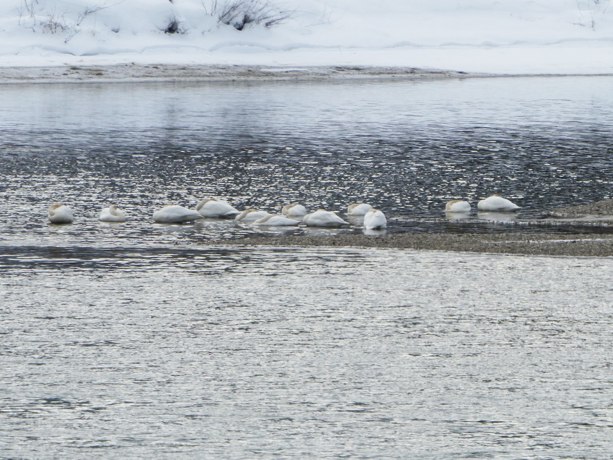 Trumpeter Swan - ML403686521