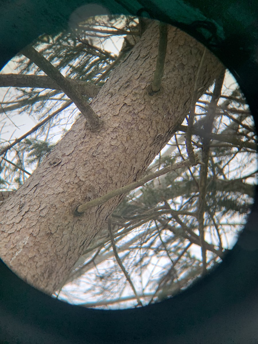 Brown Creeper - ML403686921