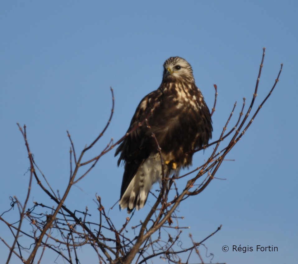 Rough-legged Hawk - Regis Fortin