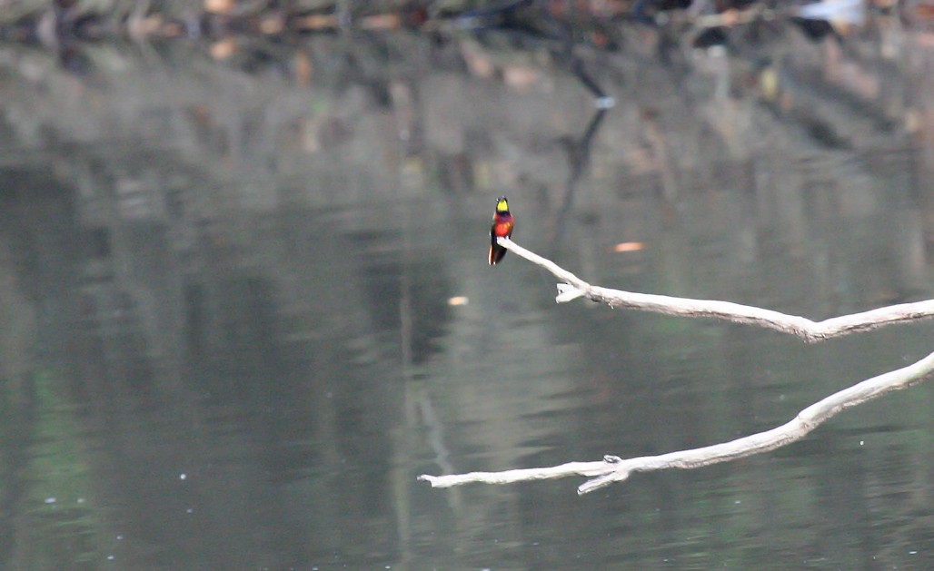 Rotnacken-Topaskolibri - ML403687631