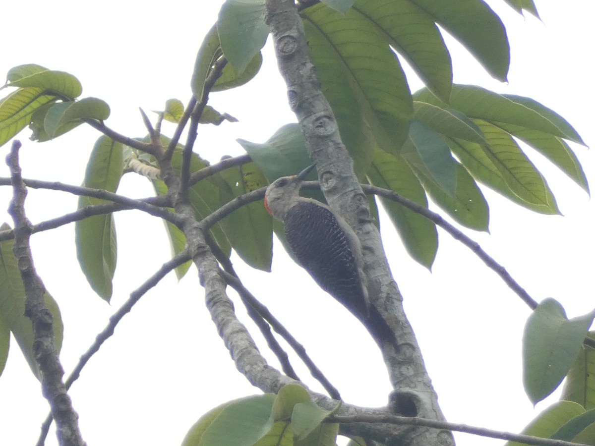 Golden-fronted Woodpecker - ML403689791