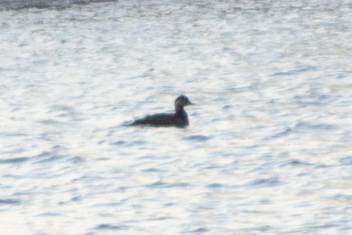 Common Scoter - ML403689881