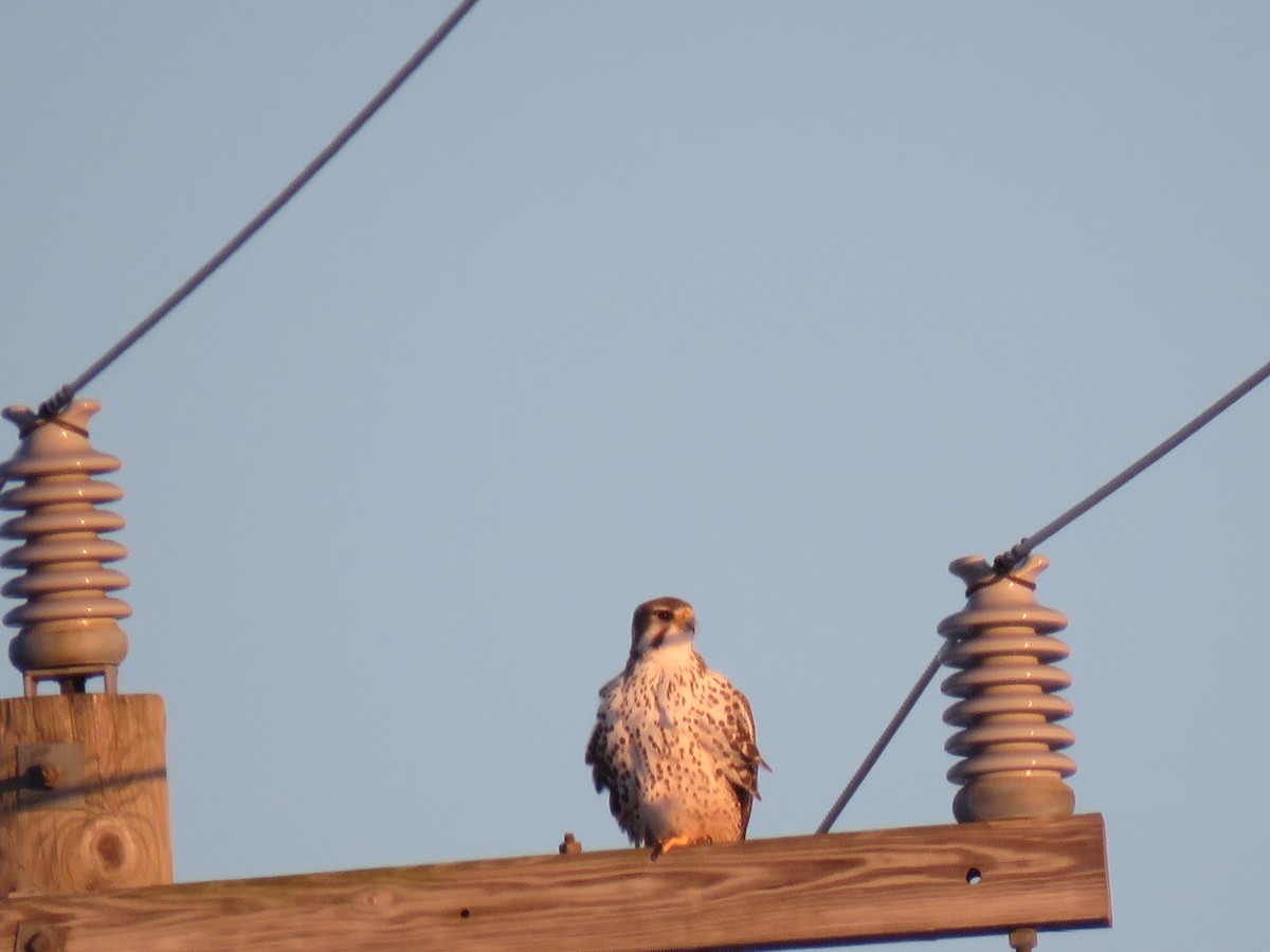 Prairie Falcon - ML403689971