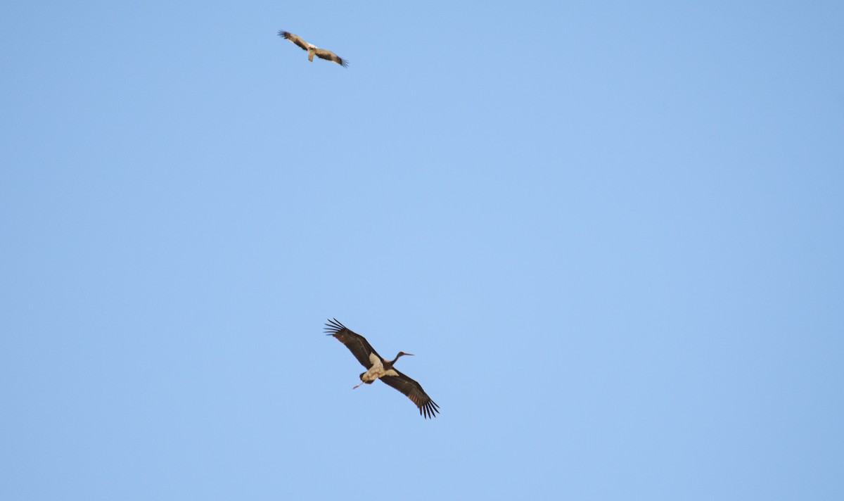 Black Stork - ML403690461