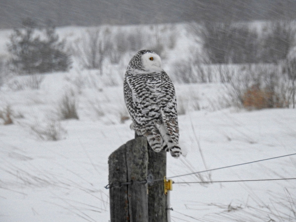 Snowy Owl - ML403692681