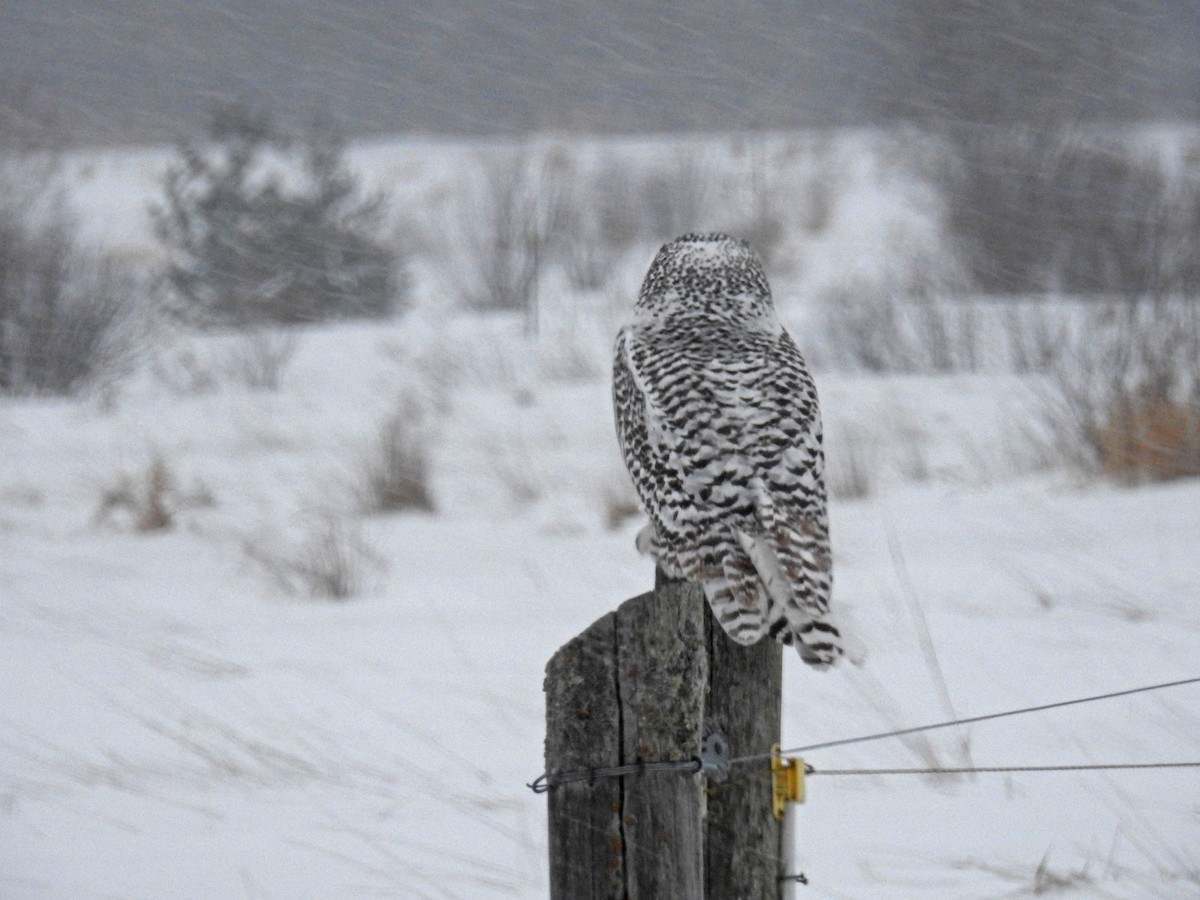 Snowy Owl - ML403692861