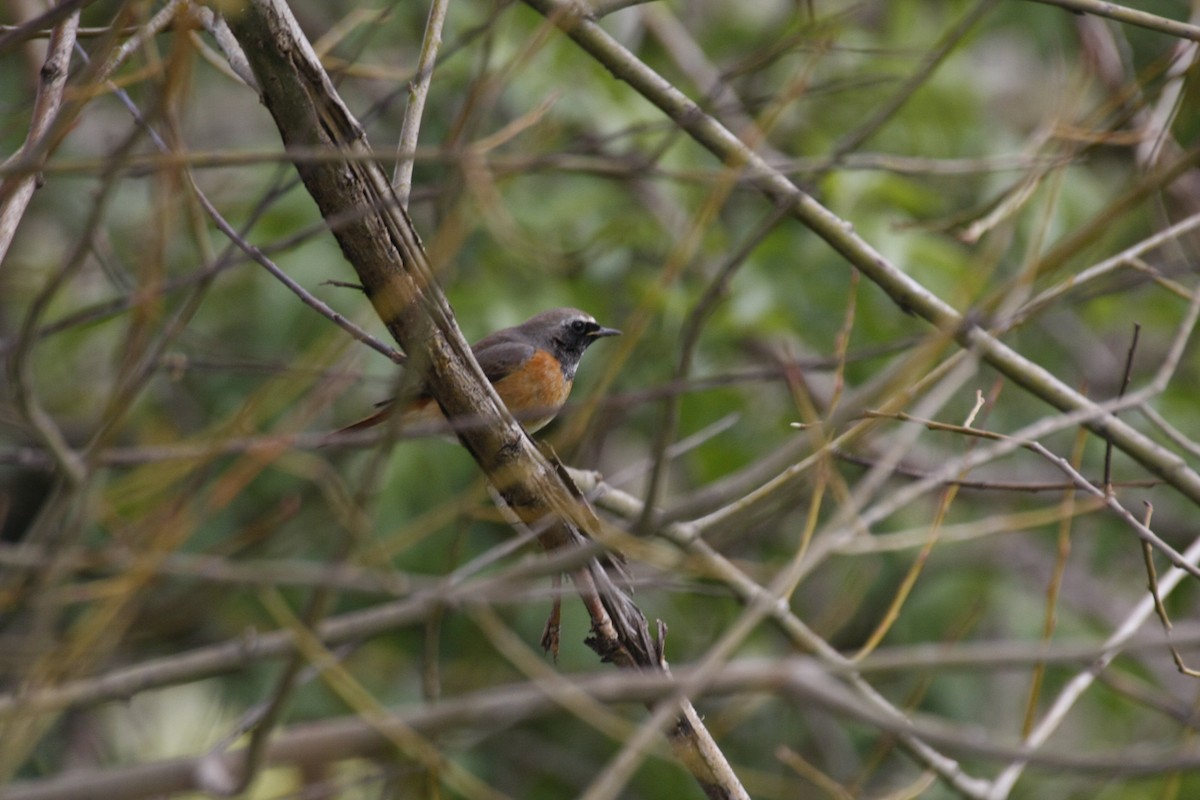 Common Redstart - Anonymous