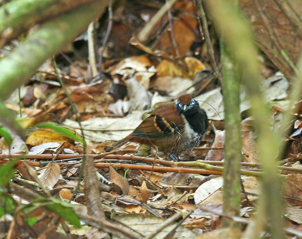 Ferruginous-backed Antbird - Peter Candido