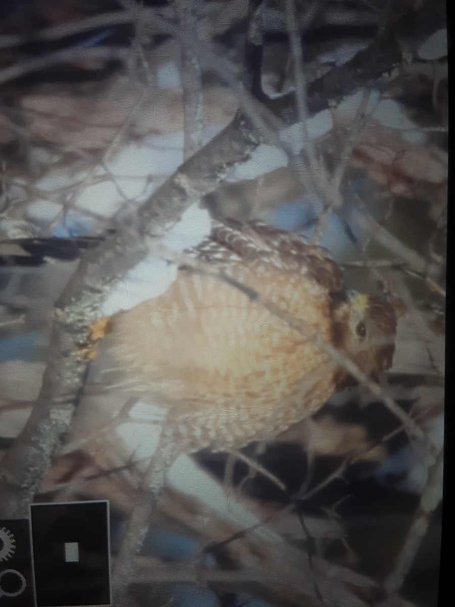 Red-shouldered Hawk - ML403694871