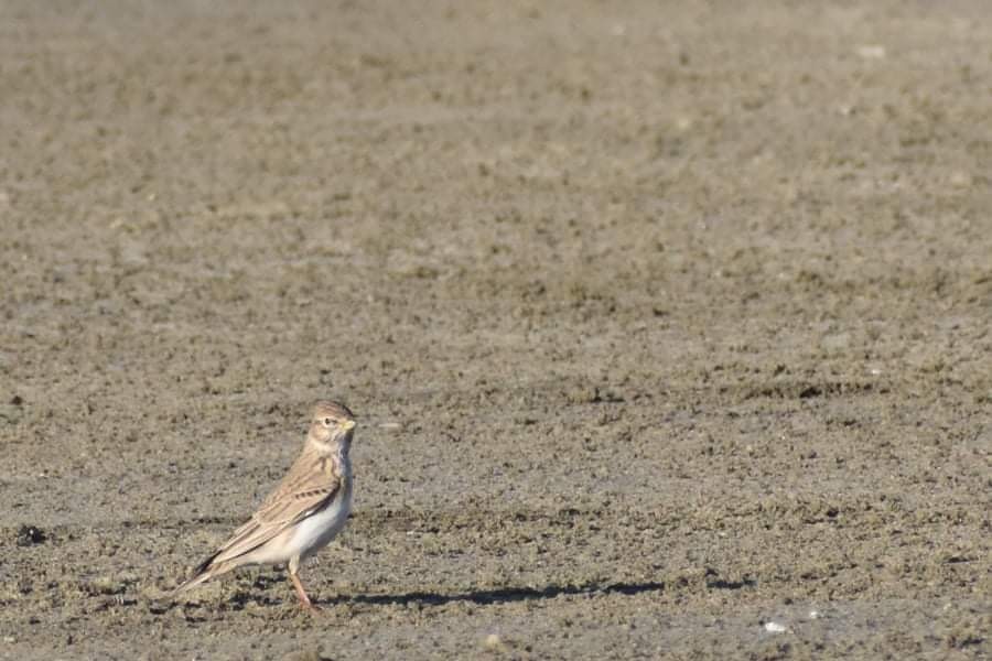 Turkestan Short-toed Lark - ML403696871