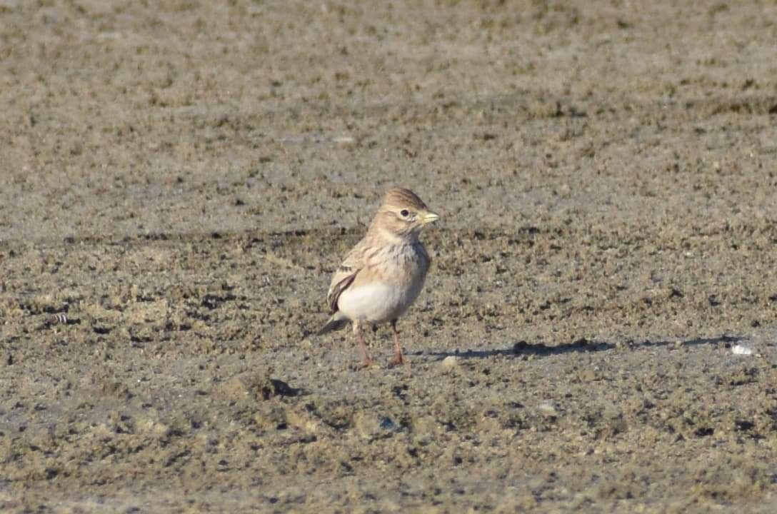 Turkestan Short-toed Lark - ML403696901