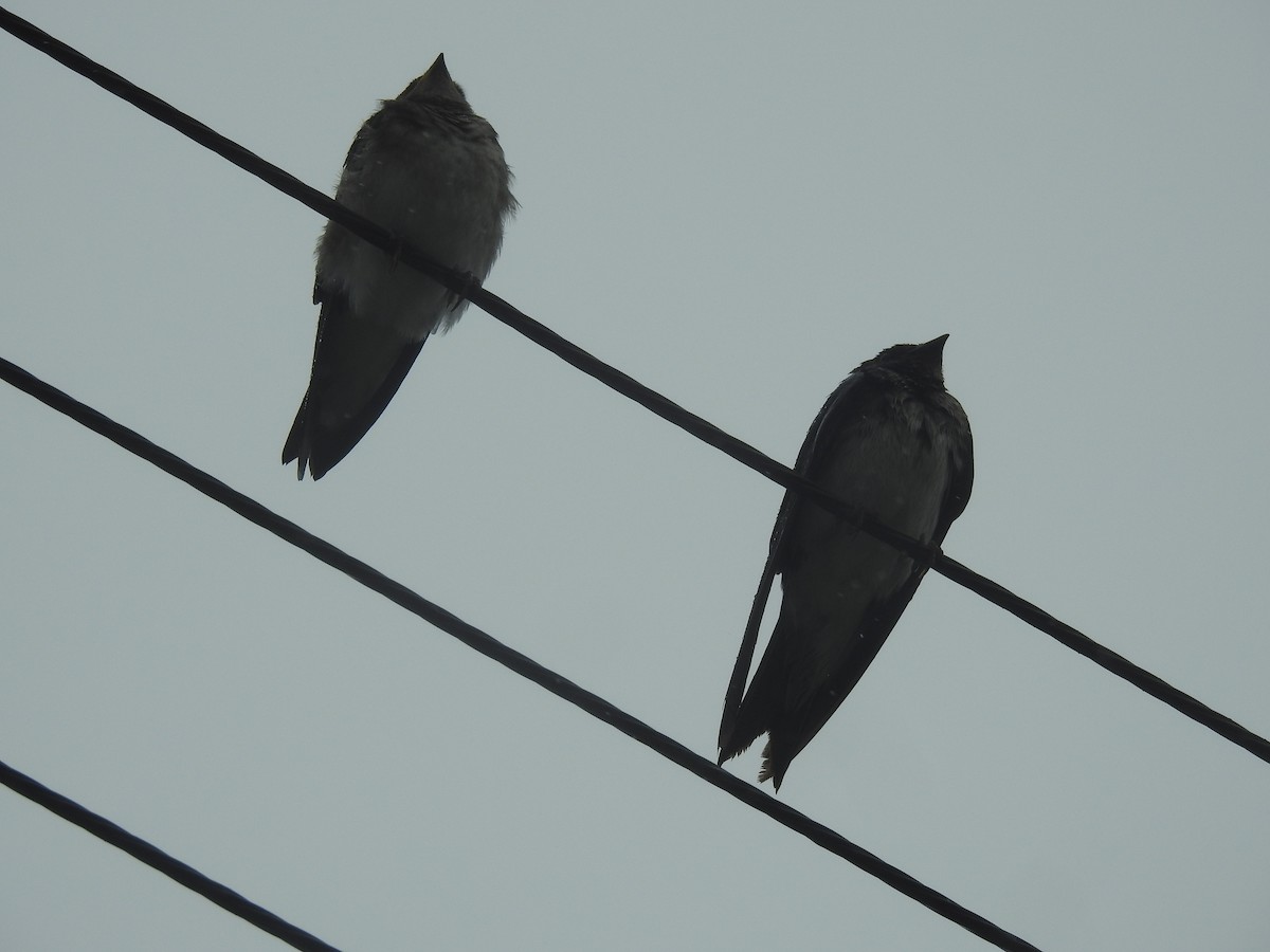 Golondrina Barranquera - ML403696991