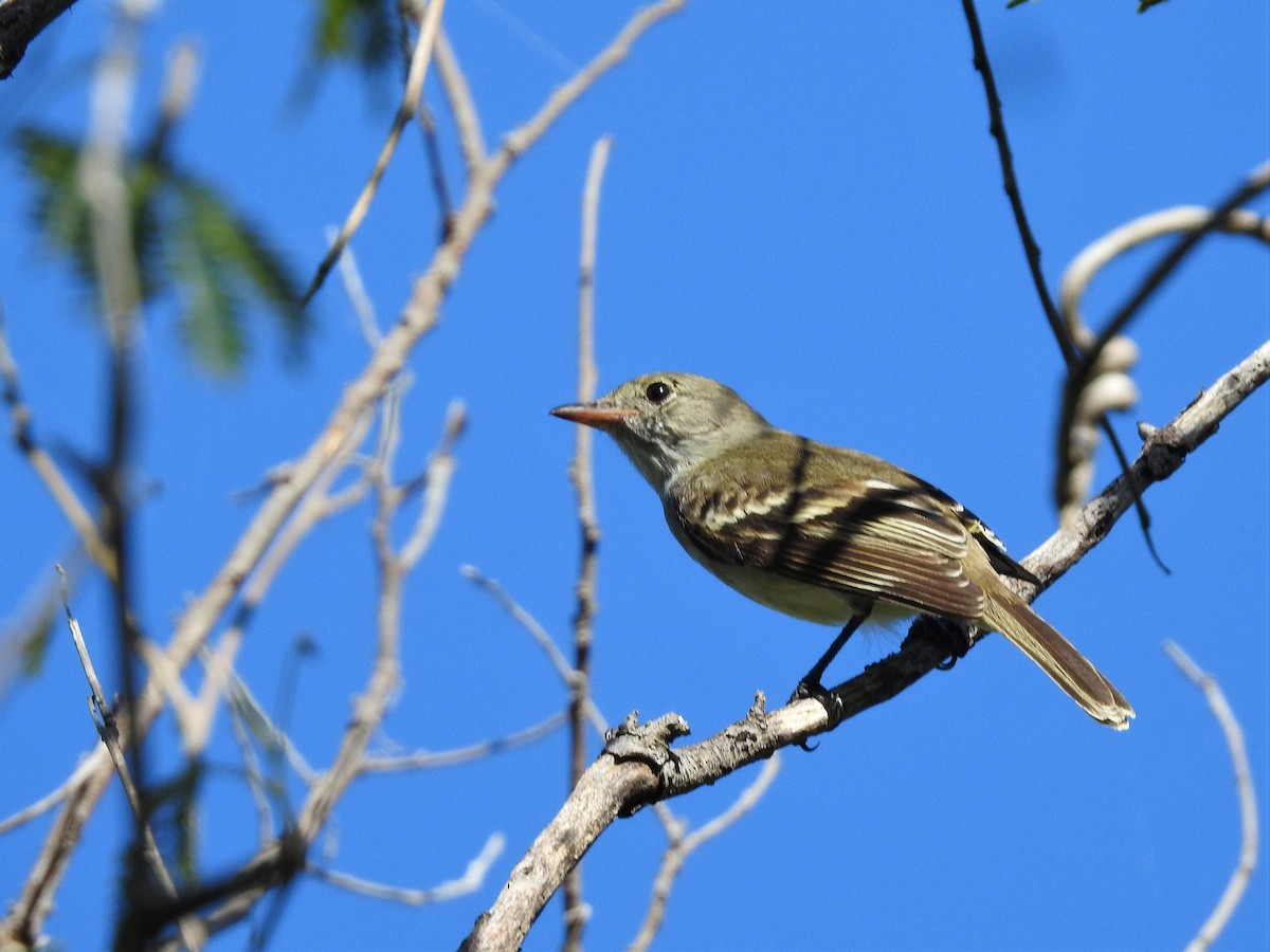 Caribbean Elaenia - ML403697891