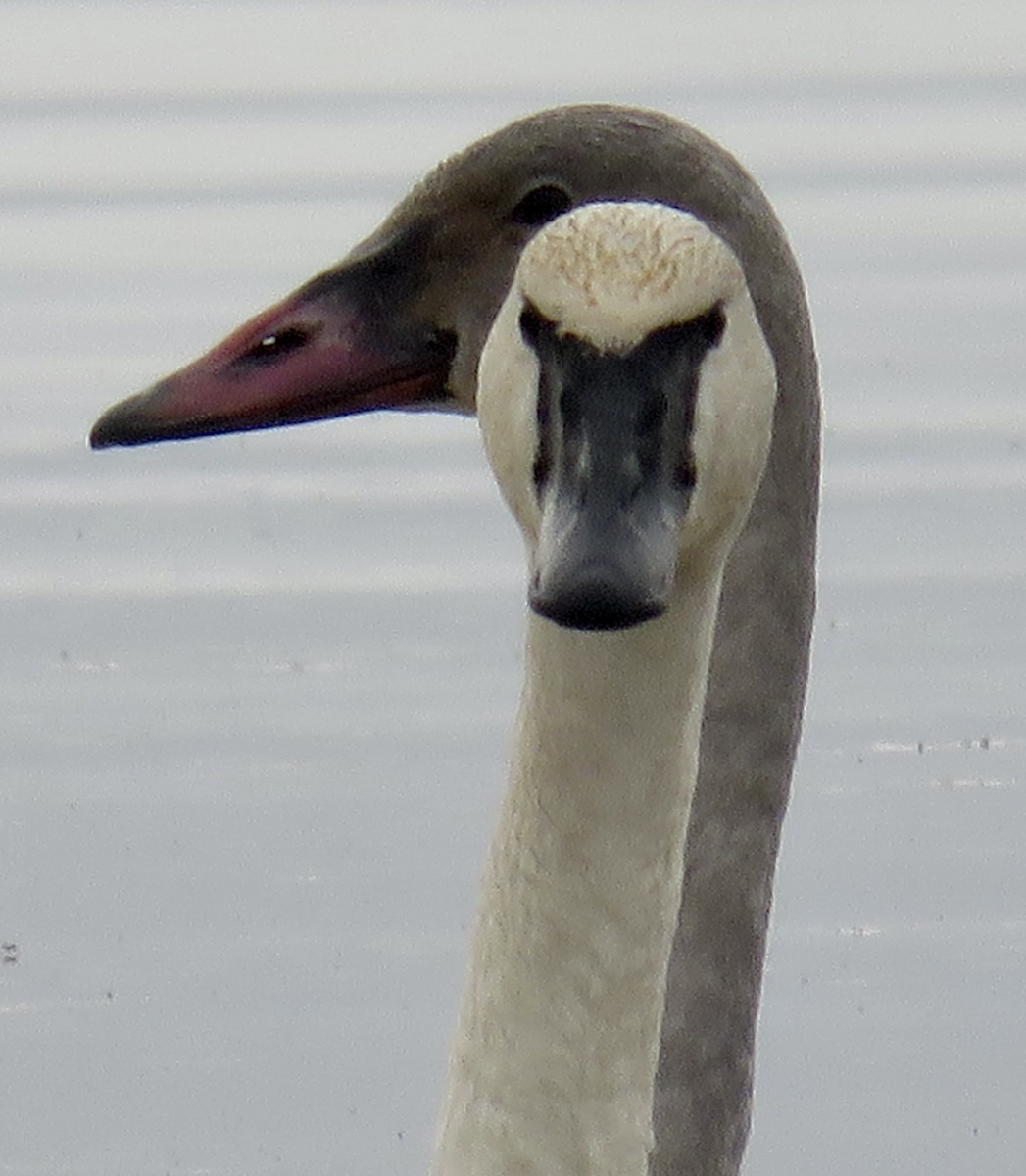 Cygne trompette - ML403697971