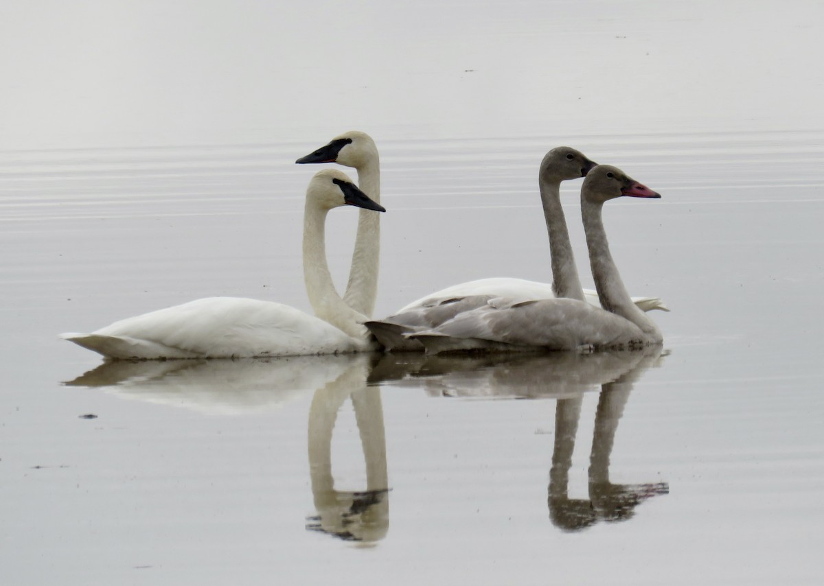 Trumpeter Swan - ML403697981