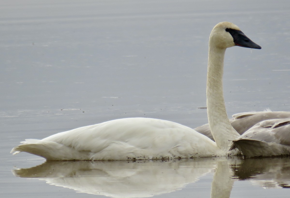 Trumpeter Swan - ML403698011