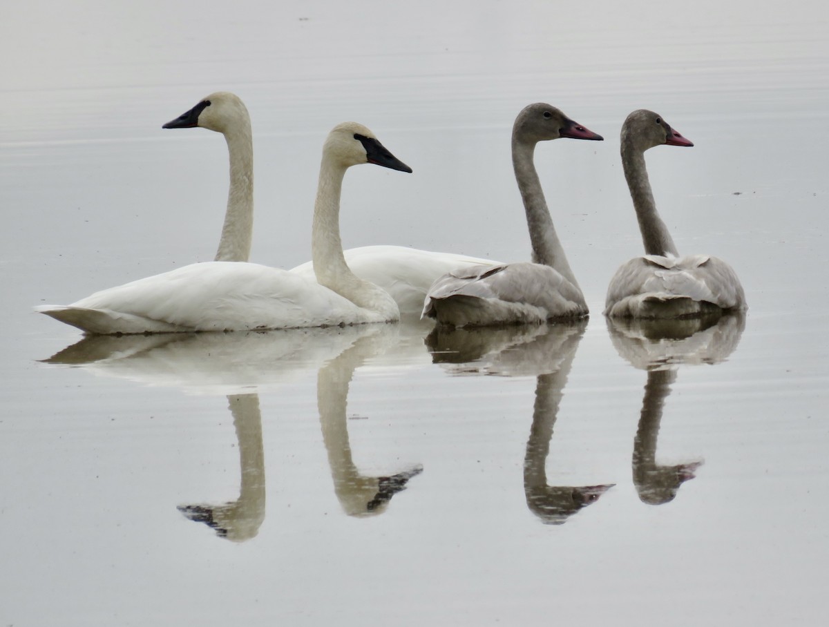 Trumpeter Swan - ML403698021