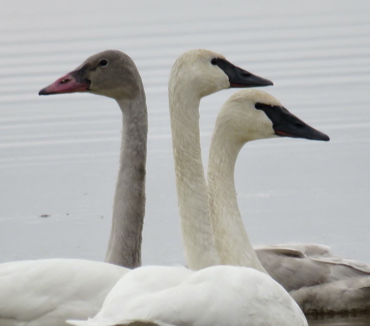 Trumpeter Swan - ML403698041