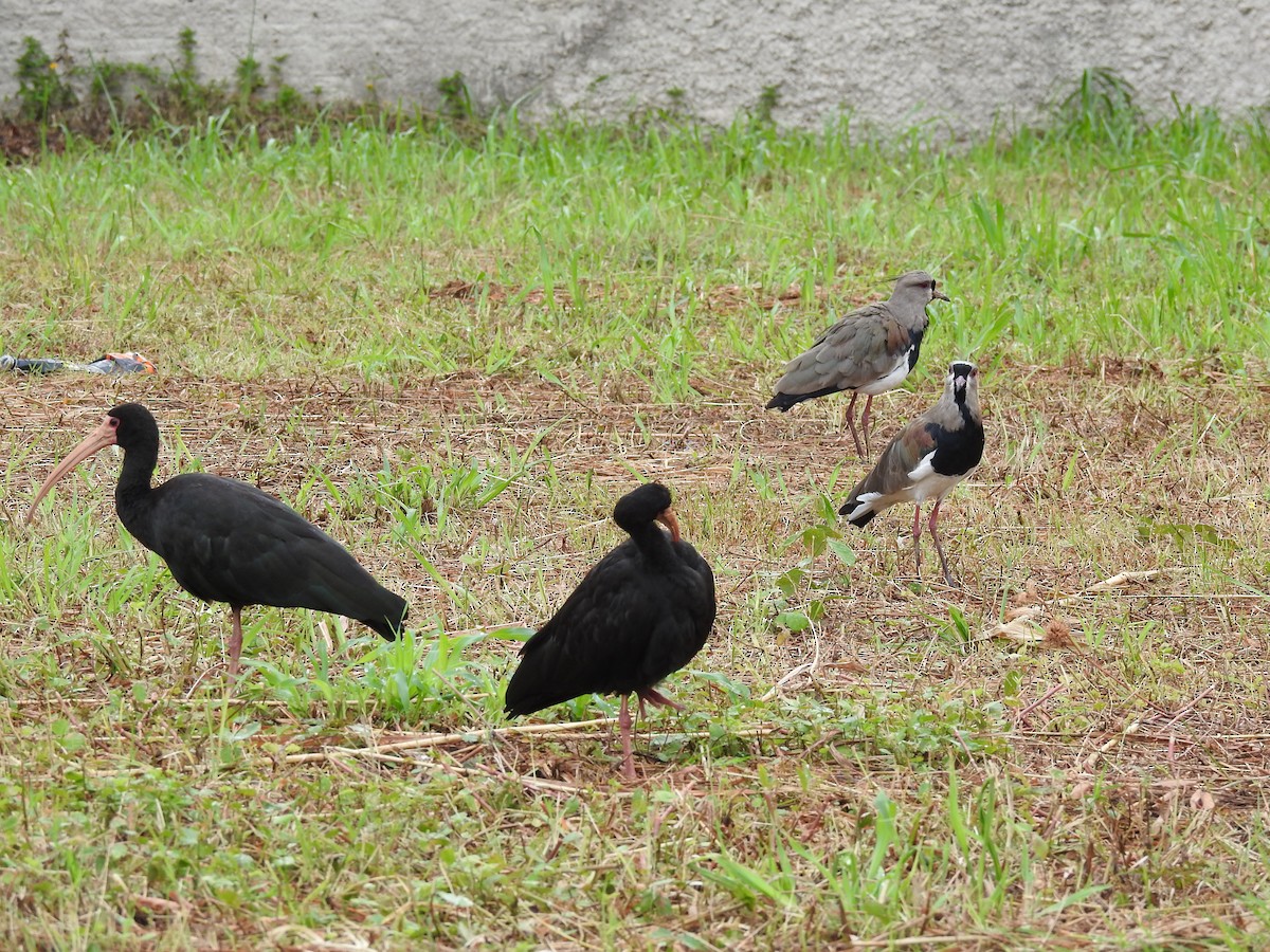 Southern Lapwing - ML403699331