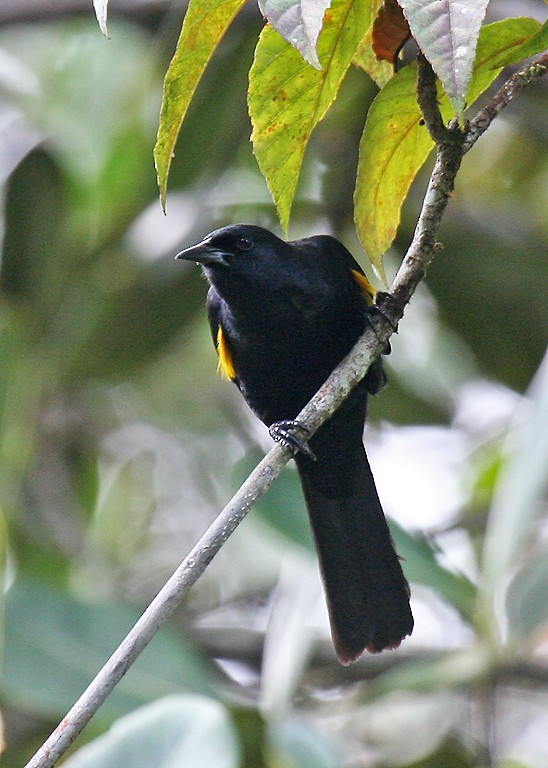 Golden-tufted Grackle - ML403700991