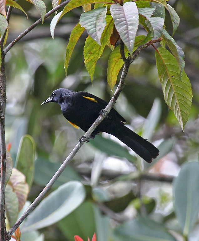 Golden-tufted Grackle - ML403701001