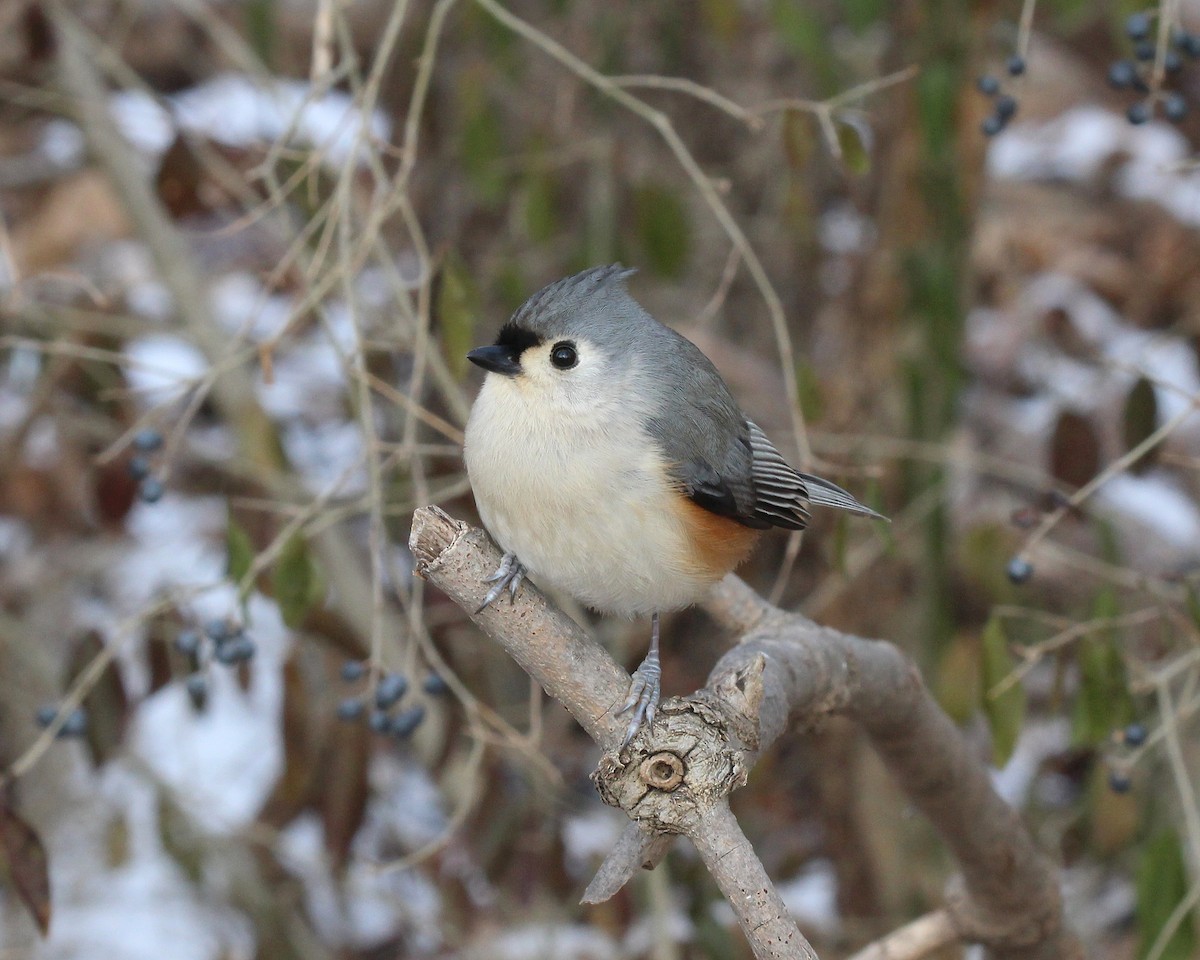 Tufted Titmouse - Becky Harbison