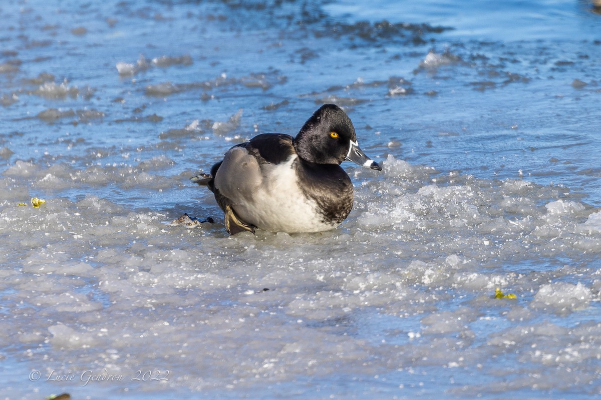 Ring-necked Duck - Lucie Gendron