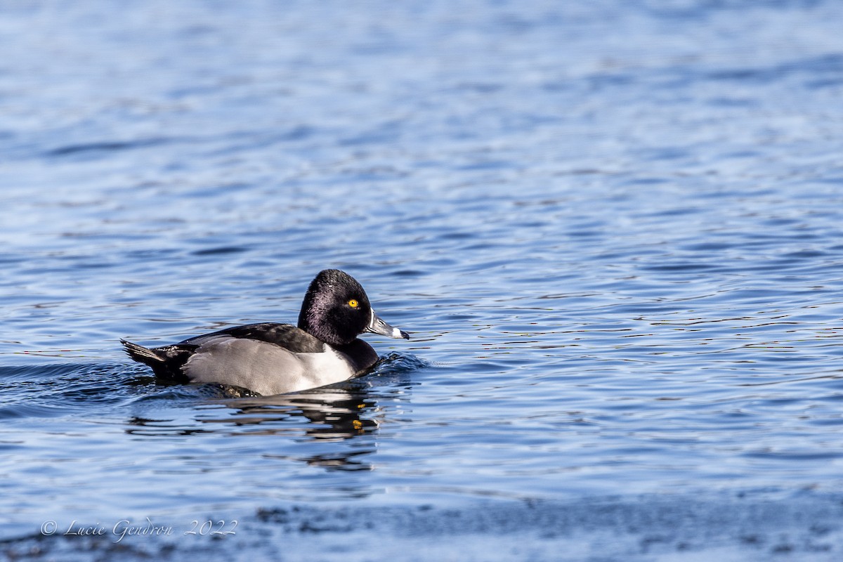 Ring-necked Duck - ML403703031