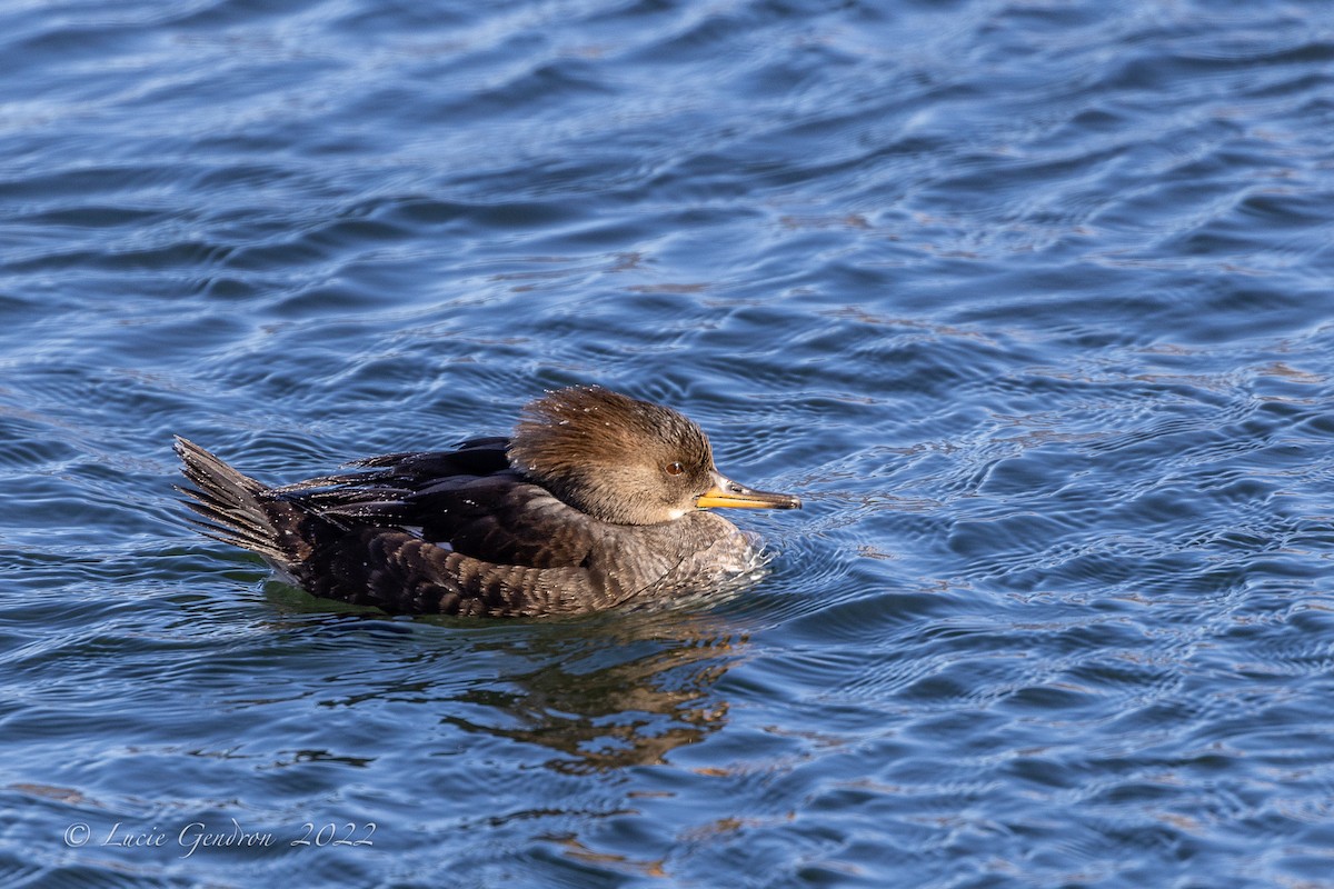 Hooded Merganser - ML403703121