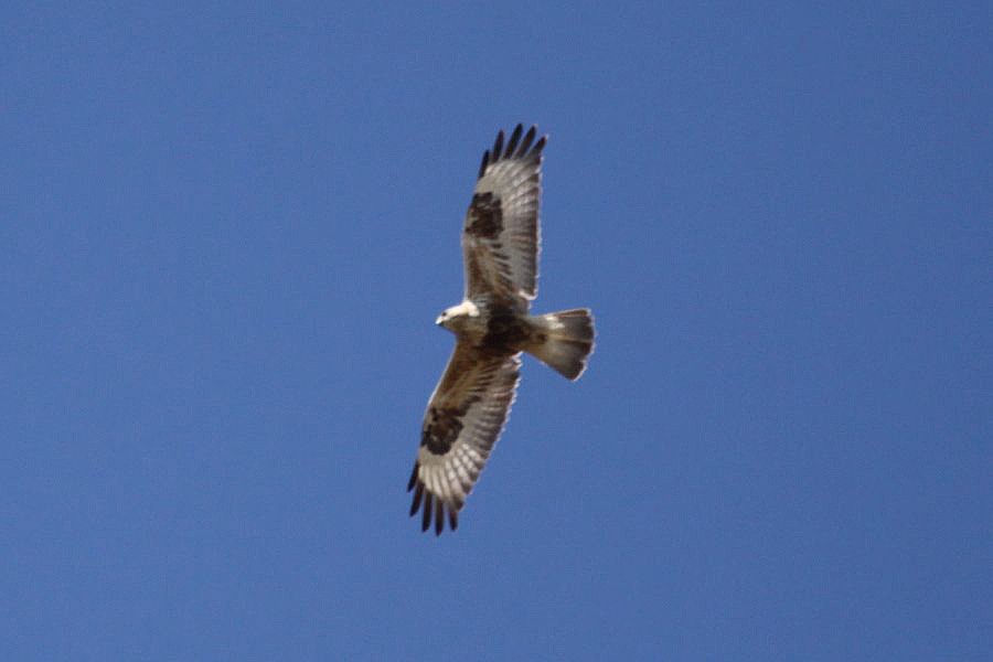 Rough-legged Hawk - ML403703471