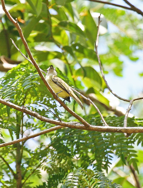 Tyranneau poliocéphale - ML403703481