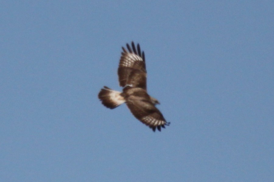 Rough-legged Hawk - Greg Page