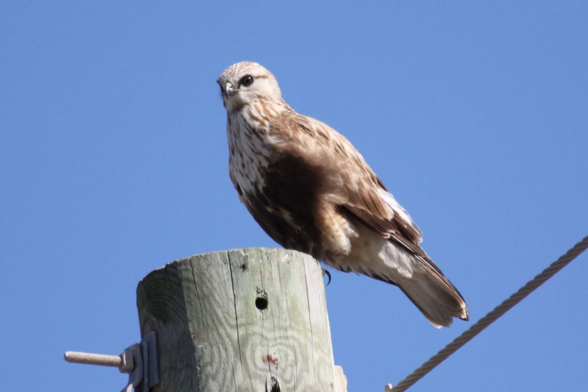 Rough-legged Hawk - ML403703551