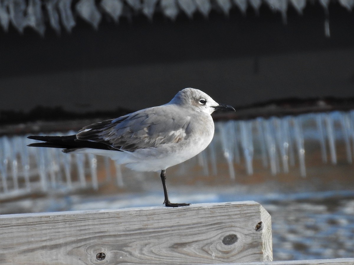 Gaviota Guanaguanare - ML403704121