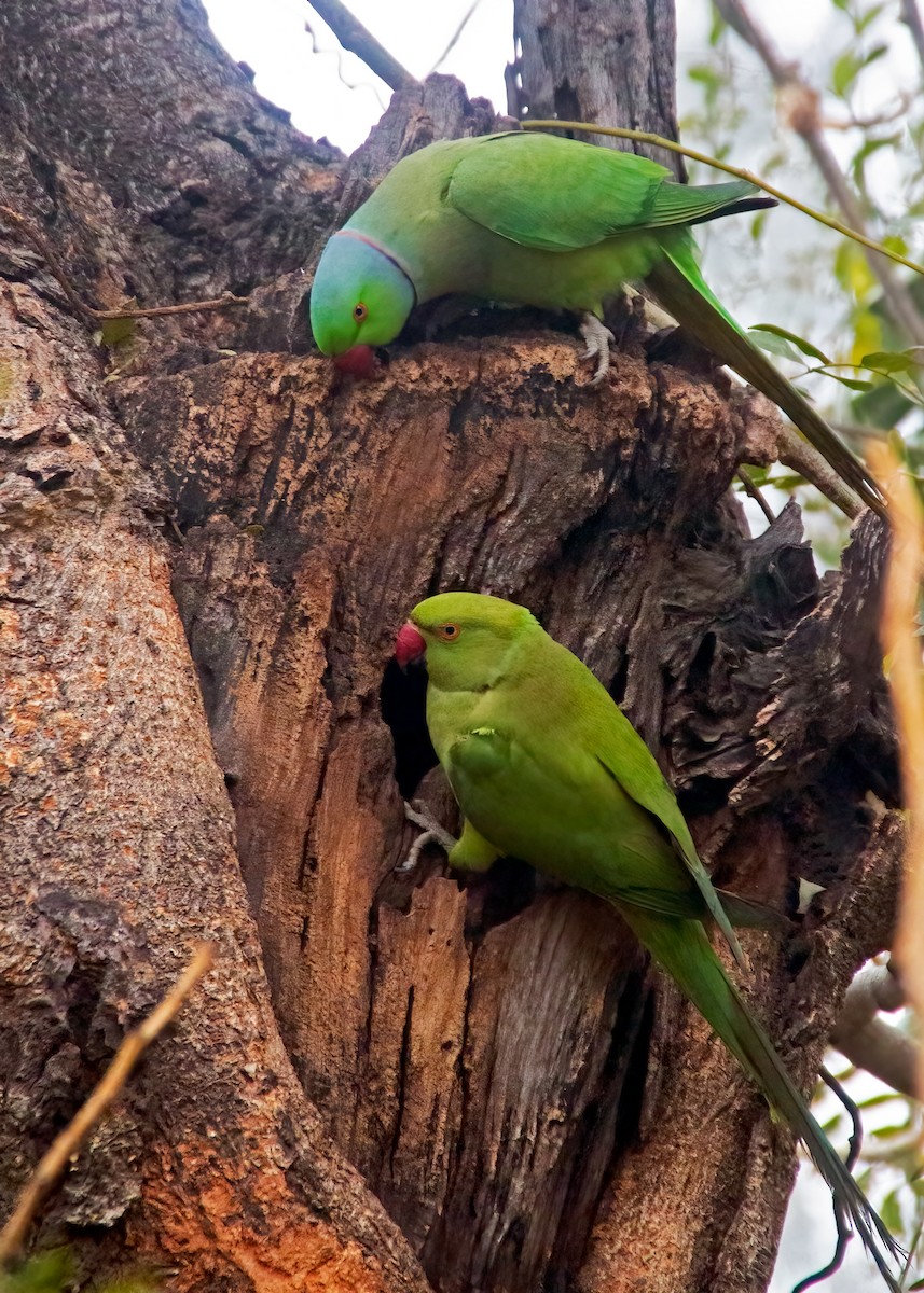 Rose-ringed Parakeet - ML403704161