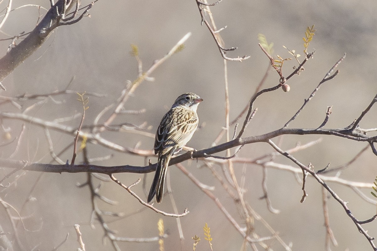 Brewer's Sparrow - Michael Henry