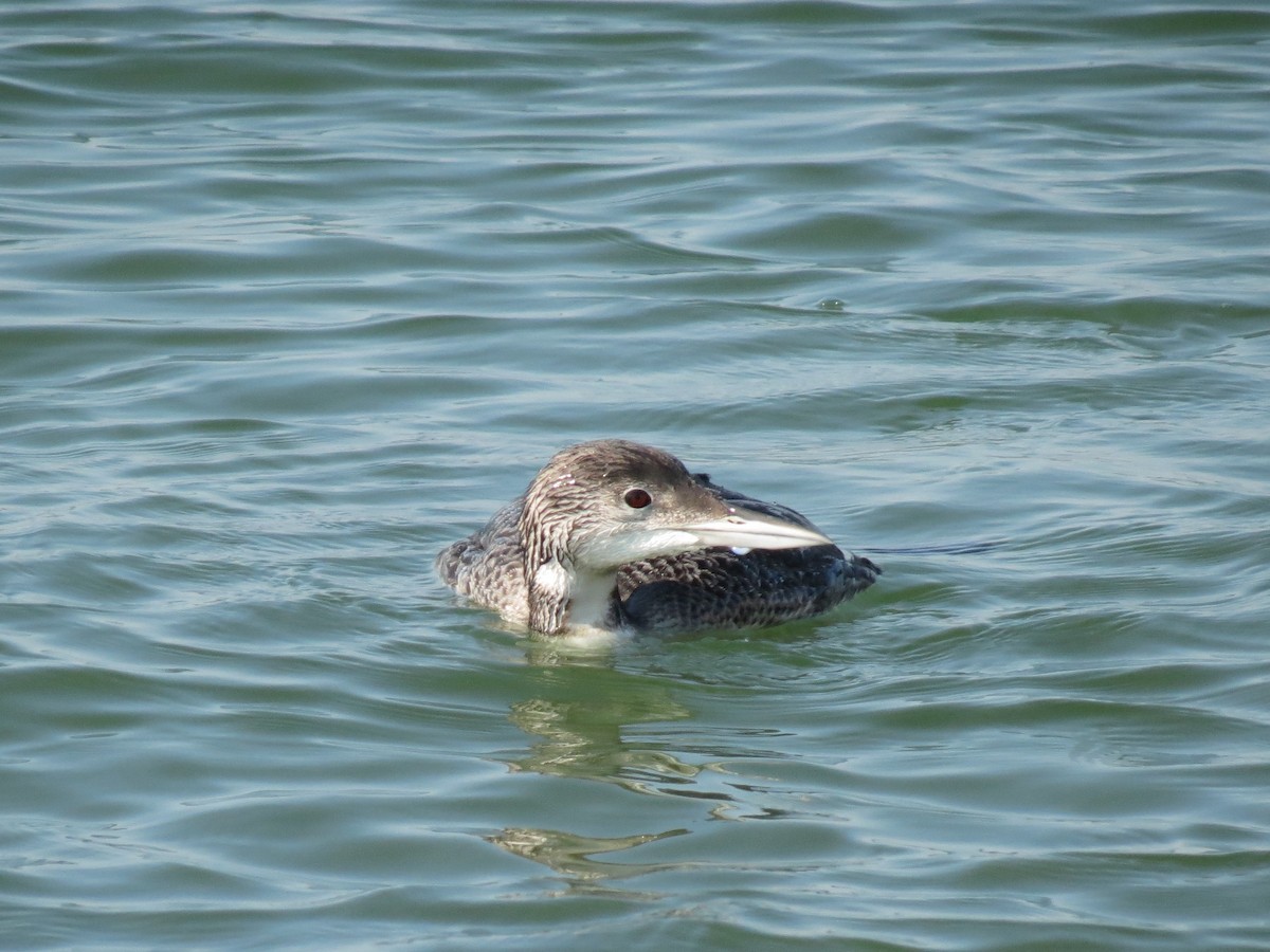 Common Loon - ML40370601