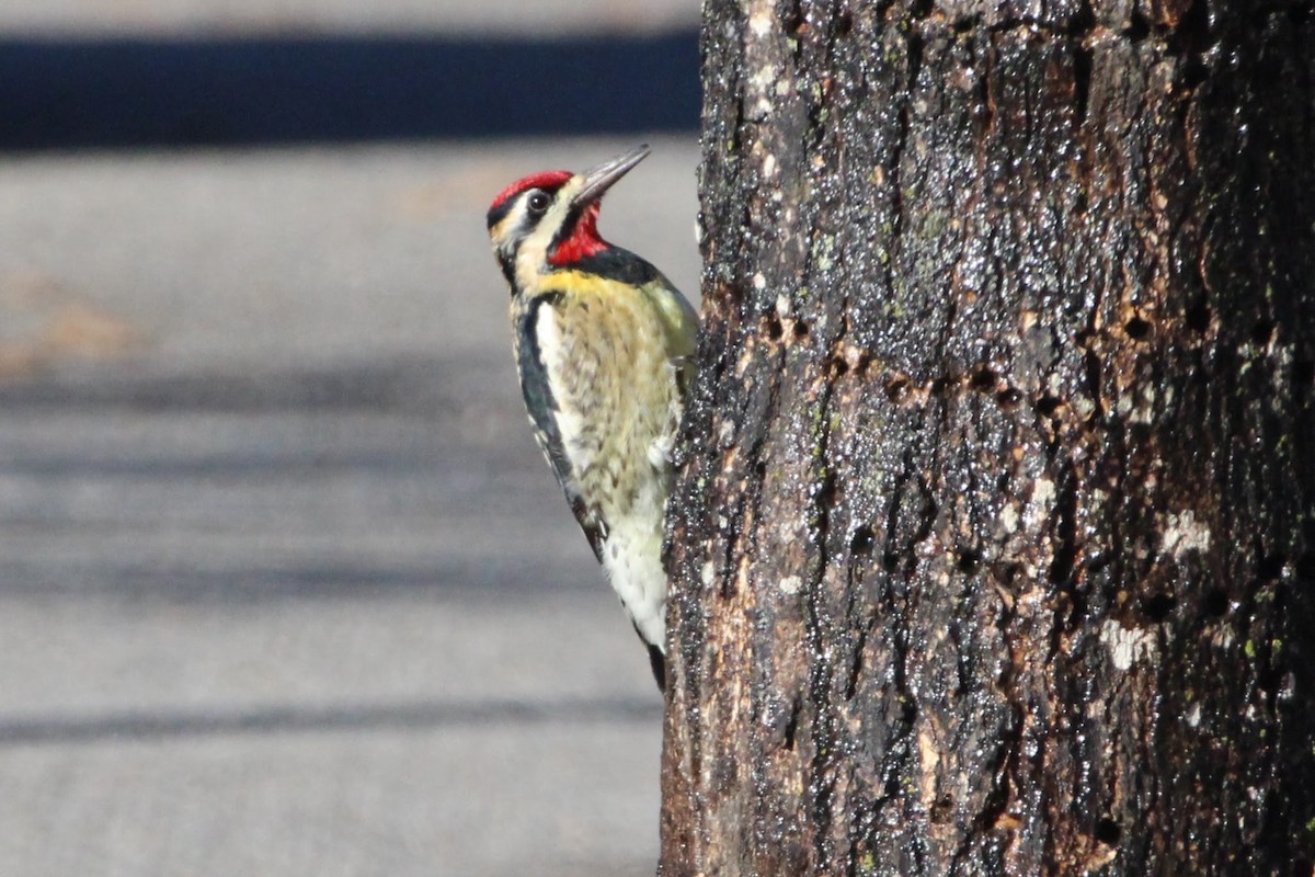 Yellow-bellied Sapsucker - ML403706551