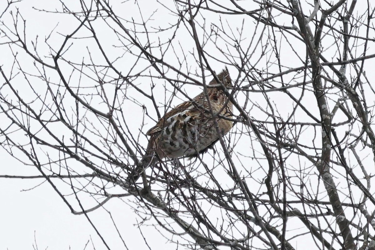 Ruffed Grouse - ML403707631