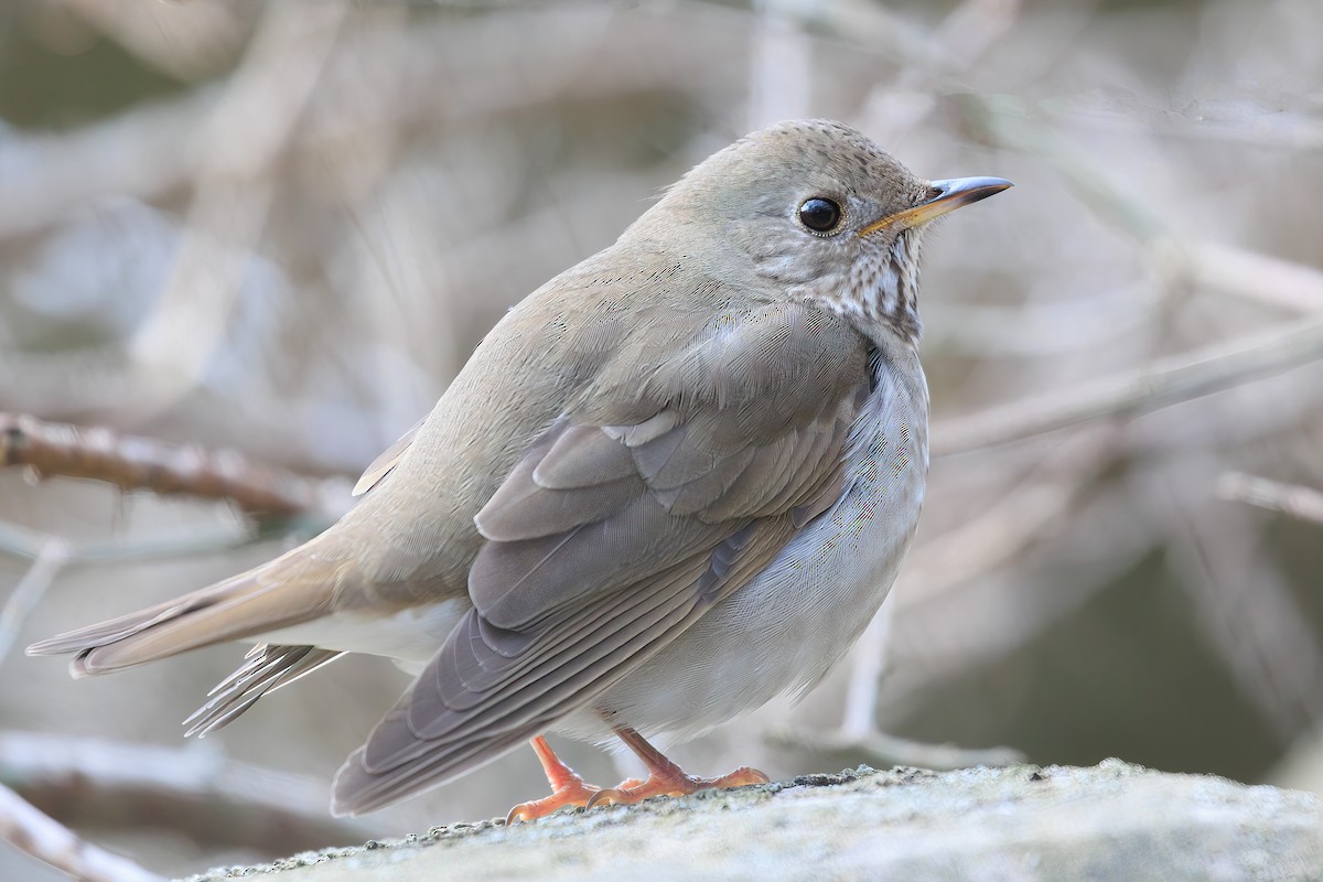 Gray-cheeked Thrush - ML403707941
