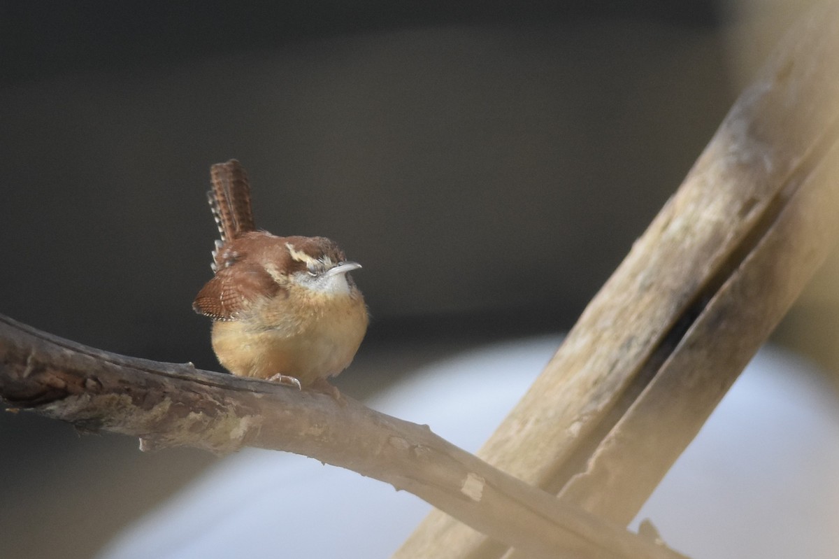 Carolina Wren - ML403708051