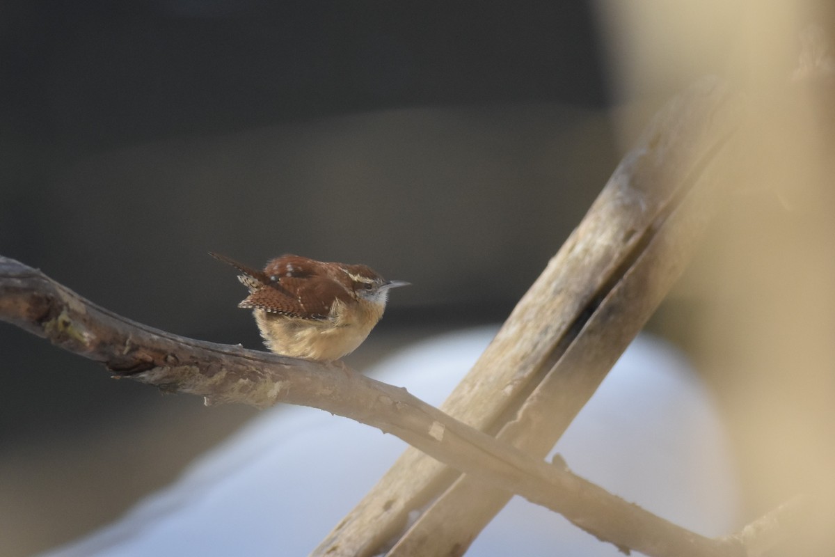 Carolina Wren - ML403708191