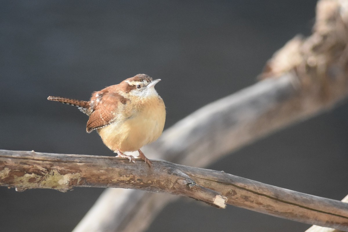 Carolina Wren - ML403708211
