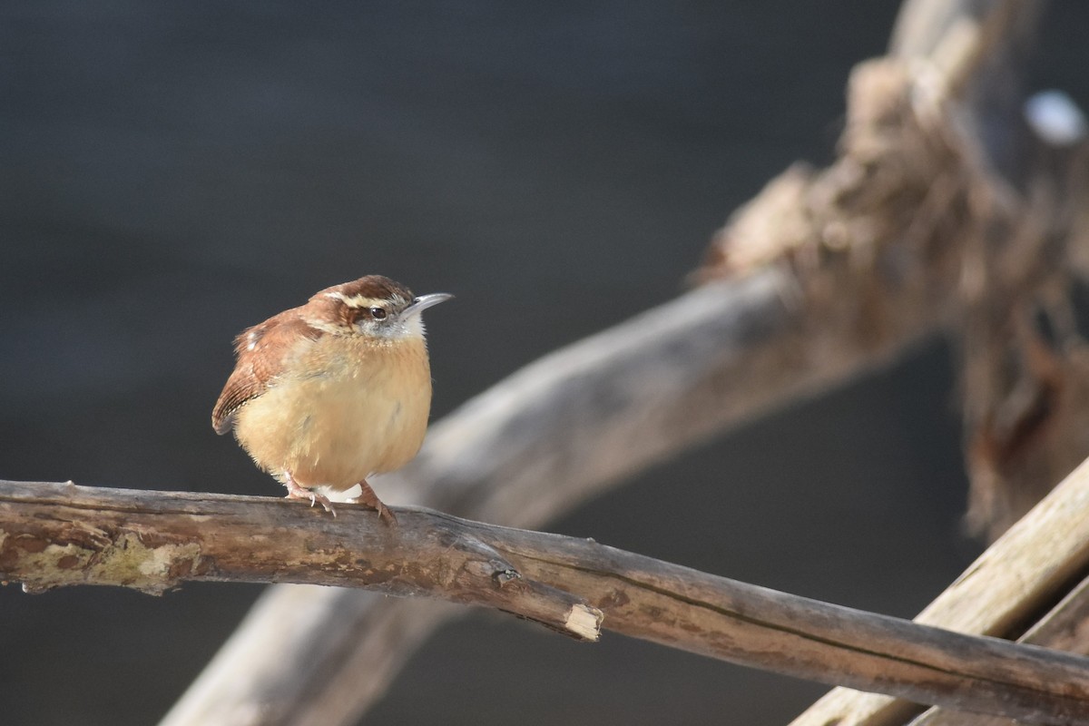Carolina Wren - ML403708371